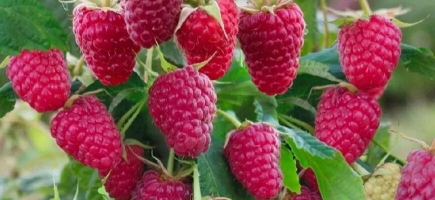 В жодному разі не садіть малину біля цієї рослини: врожаю не буде, а кущі засохнуть В жодному разі не садіть малину біля цієї рослини: врожаю не буде, а кущі засохнуть