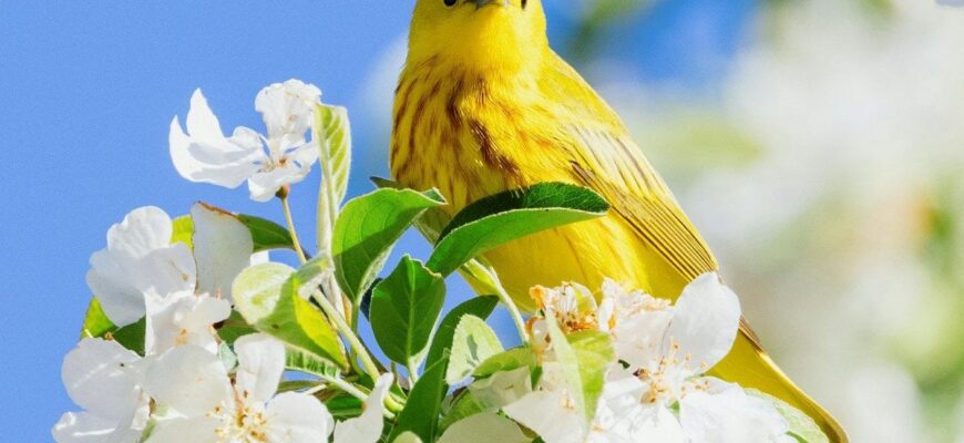 Ваша дата народження приховує таємницю: який птах відображає вашу душу Ваша дата народження приховує таємницю: який птах відображає вашу душу