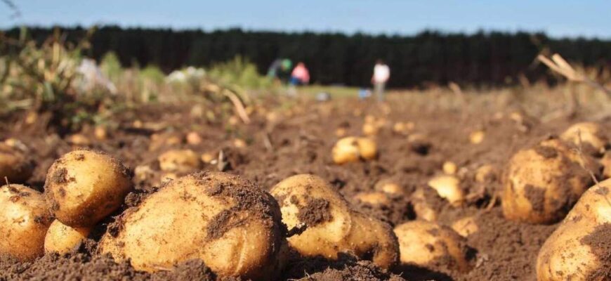 Це найкращі терміни і сорти для багатого врожаю: коли садити картоплю у 2026 році Це найкращі терміни і сорти для багатого врожаю: коли садити картоплю у 2026 році
