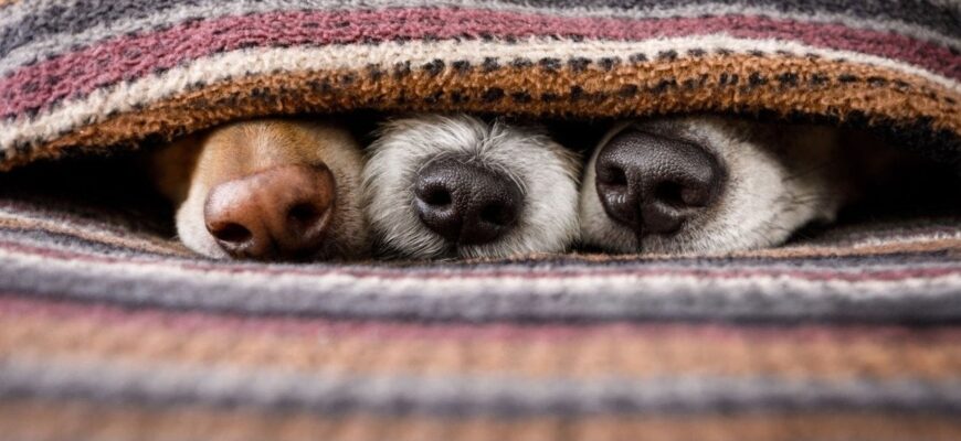 Виявили “катівню” на території пологового будинку у Києві: що кажуть волонтери та поліція Виявили “катівню” на території пологового будинку у Києві: що кажуть волонтери та поліція