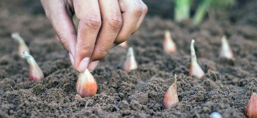 Секрети посадки цибулі, які допоможуть виростити щедрий урожай Секрети посадки цибулі, які допоможуть виростити щедрий урожай