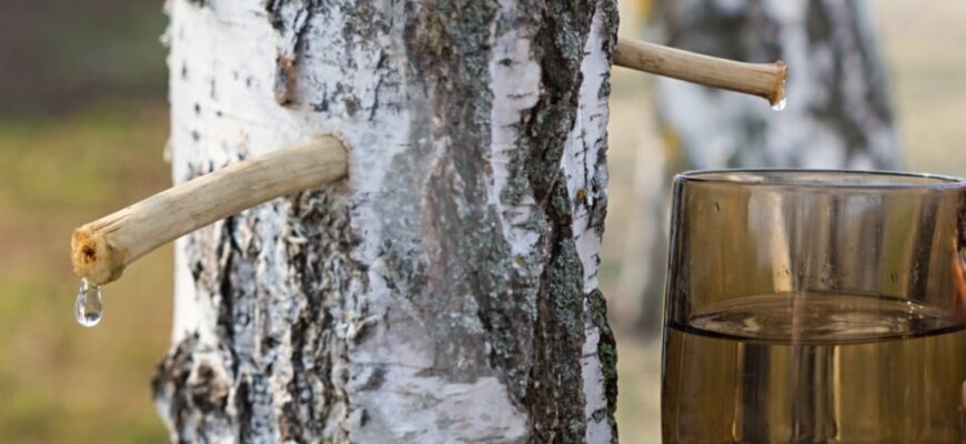 Березовий, кленовий і горіховий: як правильно «доїти» дерева у 2026 році, щоб не занапастити стовбур і отримати солодкий нектар! Березовий, кленовий і горіховий: як правильно «доїти» дерева у 2026 році, щоб не занапастити стовбур і отримати солодкий нектар!