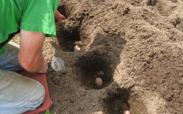 Як густо садити картоплю: оптимальні схеми Як густо садити картоплю: оптимальні схеми