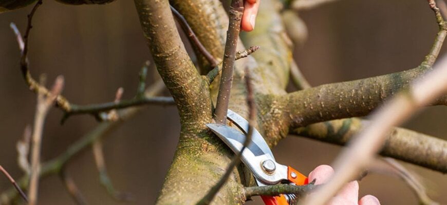 Як правильно обрізати дерева навесні: поради фахівчині Як правильно обрізати дерева навесні: поради фахівчині