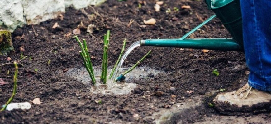 Догляд за трояндами навесні: що обов’язково потрібно зробити у березні для ідеального саду Догляд за трояндами навесні: що обов’язково потрібно зробити у березні для ідеального саду