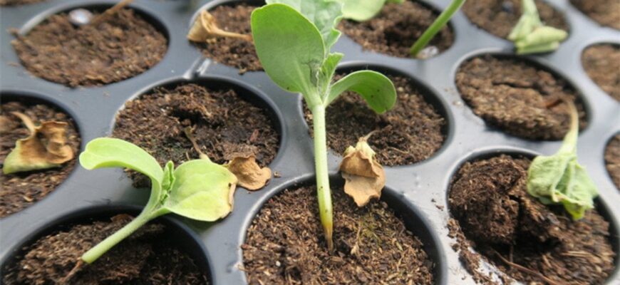 Як захистити розсаду від “чорної ніжки”: як уникнути хвороби на рослині Як захистити розсаду від “чорної ніжки”: як уникнути хвороби на рослині