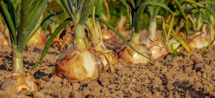 Якщо посадити цибулю цим способом, вона виросте гігантською і соковитою: метод наших бабусь Якщо посадити цибулю цим способом, вона виросте гігантською і соковитою: метод наших бабусь