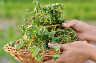 Який бур’ян здатен миттєво знизити артеріальний тиск і зняти втому: не варто його позбуватися
