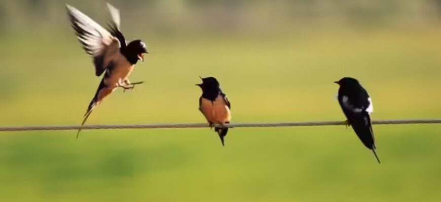 Стало відомо, чому птахів на проводах не б'є струмом Стало відомо, чому птахів на проводах не б'є струмом