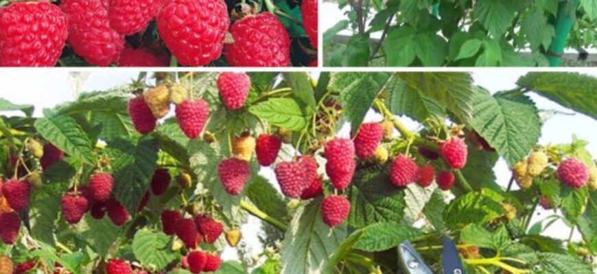 Подвійна обрізка малини за методом Соболєва: старі кущі дадуть у 3 рази більше солодких ягід Подвійна обрізка малини за методом Соболєва: старі кущі дадуть у 3 рази більше солодких ягід