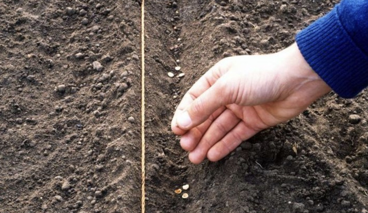 Що посадити на городі до Благовіщення: культури, які не бояться ранньої весни