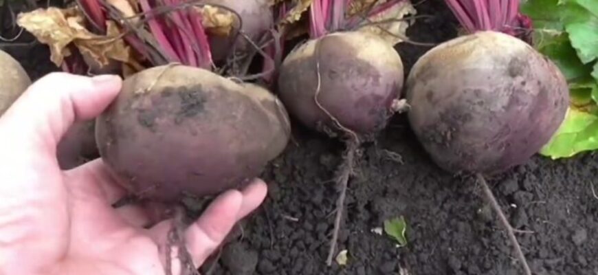 Це не буряк, а бордовий нектар: яскравий та соковитий всередині – коренеплоди по 500 г Це не буряк, а бордовий нектар: яскравий та соковитий всередині – коренеплоди по 500 г