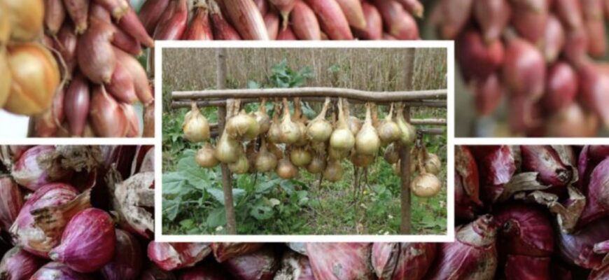 Бабусин секрет: забуте безкоштовне добриво, від якого цибуля росте як на дріжджах, а перо не жовтіє! Бабусин секрет: забуте безкоштовне добриво, від якого цибуля росте як на дріжджах, а перо не жовтіє!