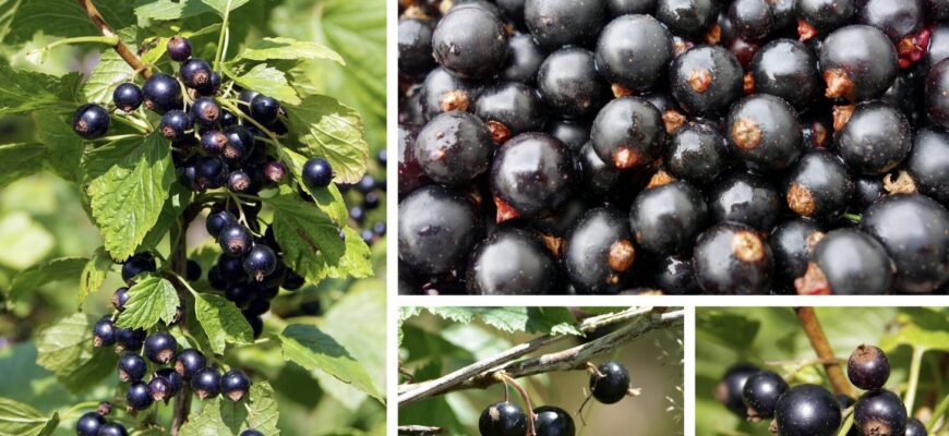 Садовий гігант на гілці: сорт смородини, який дає аж по 10 відер урожаю з куща Садовий гігант на гілці: сорт смородини, який дає аж по 10 відер урожаю з куща