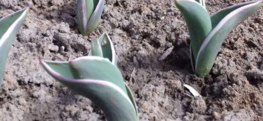 Зробіть ЦЕ з тюльпанами навесні: через 4-5 тижнів ваш сад буде, наче різнокольоровий килим Зробіть ЦЕ з тюльпанами навесні: через 4-5 тижнів ваш сад буде, наче різнокольоровий килим