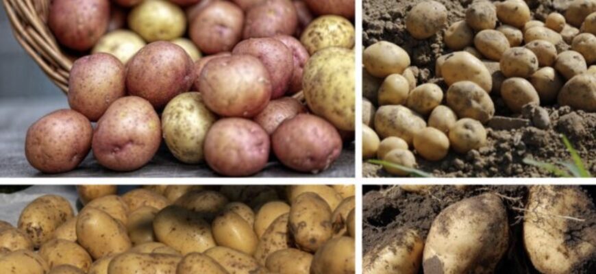 Жменя порошку в лунку при посадці — дротянuк йде, а картопля виростає велика і чиста