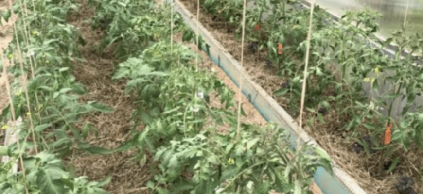 Сію томати в березні 2026 тільки так: отрuмую міцну розсаду без витягування та хвороб Сію томати в березні 2026 тільки так: отрuмую міцну розсаду без витягування та хвороб