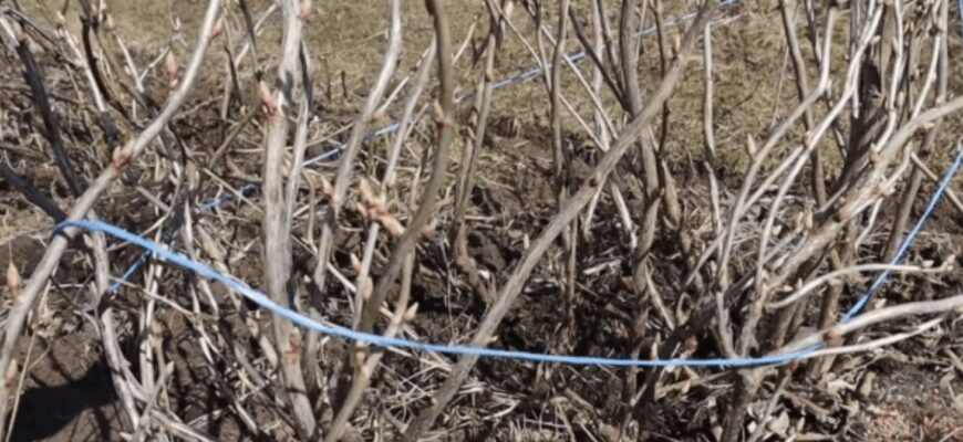 Смородині в березні 2026 – важливіше обрізки: влітку від солодких ягід навіть гілки гнуться Смородині в березні 2026 – важливіше обрізки: влітку від солодких ягід навіть гілки гнуться