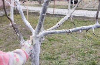 Чим і коли найкраще білити дерева: жоден шкідник не наблизиться й на 2 метри до яблунь, груш і вишень