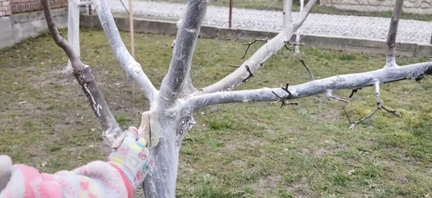 Чим і коли найкраще білити дерева: жоден шкідник не наблизиться й на 2 метри до яблунь, груш і вишень
