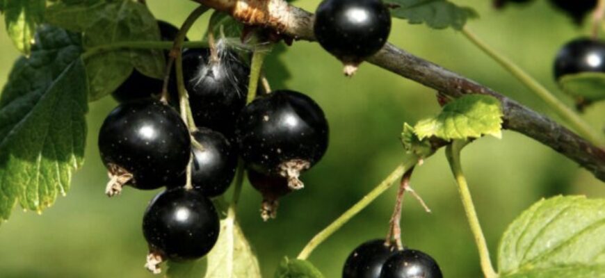 Моя бабуся з села робила це з року в рік навесні, щоб на смородині ягода гнула гілки до землі