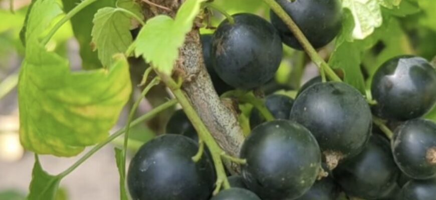 З року в рік навесні сиплю під смородину тільки ЦЮ суміш із золою + 2 секретних інгредієнта З року в рік навесні сиплю під смородину тільки ЦЮ суміш із золою + 2 секретних інгредієнта