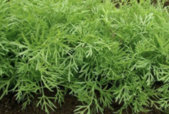 Як швидко виростити кріп: спробуйте спосіб з горілкою Як швидко виростити кріп: спробуйте спосіб з горілкою