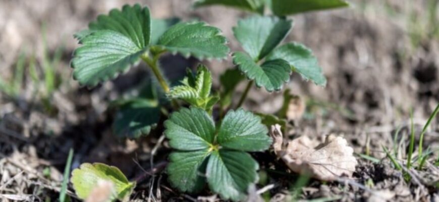 Полуниці буде море, якщо прямо зараз зробити так з кущами. Підживлення + 1 обробка від усього Полуниці буде море, якщо прямо зараз зробити так з кущами. Підживлення + 1 обробка від усього