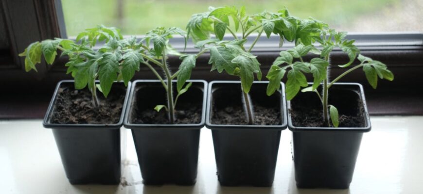 Так робить моя кума – дачниця “старої школи”, а тепер і я: як посіяти томати одразу в стакани Так робить моя кума – дачниця “старої школи”, а тепер і я: як посіяти томати одразу в стакани