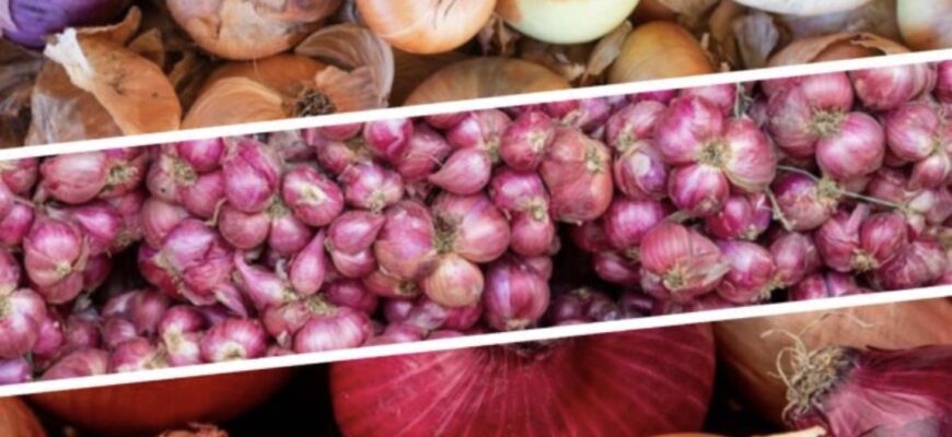 2 умови, які приведуть вас до шаленого врожаю: що зробuти з цибулею під час вирощування 2 умови, які приведуть вас до шаленого врожаю: що зробuти з цибулею під час вирощування