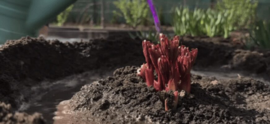 Термінова весняна підкормка півонії: від цього вони швидко оживуть і наростять багато бутонів Термінова весняна підкормка півонії: від цього вони швидко оживуть і наростять багато бутонів