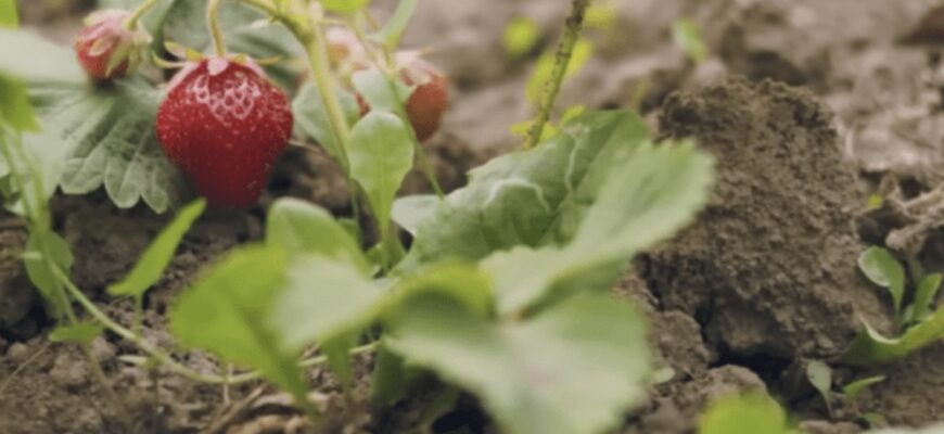 Перша обробка полуниці в квітні 2026: рівно 1 гранула під кущ – і ягоди будуть великі як горіх Перша обробка полуниці в квітні 2026: рівно 1 гранула під кущ – і ягоди будуть великі як горіх