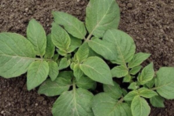 Коли садити ранню картоплю, щоб вберегти від травневих заморозків Коли садити ранню картоплю, щоб вберегти від травневих заморозків