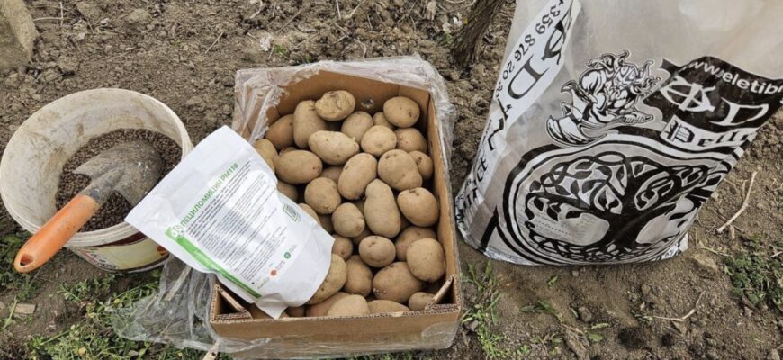 Не купуйте насіннєву картоплю: виростила свій елітний сорт із насіння – урожайність вища на 40%, і крапка Не купуйте насіннєву картоплю: виростила свій елітний сорт із насіння – урожайність вища на 40%, і крапка