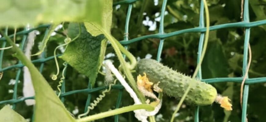 Коли сіяти огірки на розсаду в 2026 році? Точні дати і найкращі дні за місячним календарем Коли сіяти огірки на розсаду в 2026 році? Точні дати і найкращі дні за місячним календарем