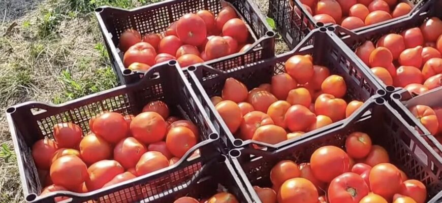 Та хоч 100 нових сортів виведіть – я цей 1 садила, саджу і буду садити: найсмачніший, мʼясистий томат Та хоч 100 нових сортів виведіть – я цей 1 садила, саджу і буду садити: найсмачніший, мʼясистий томат