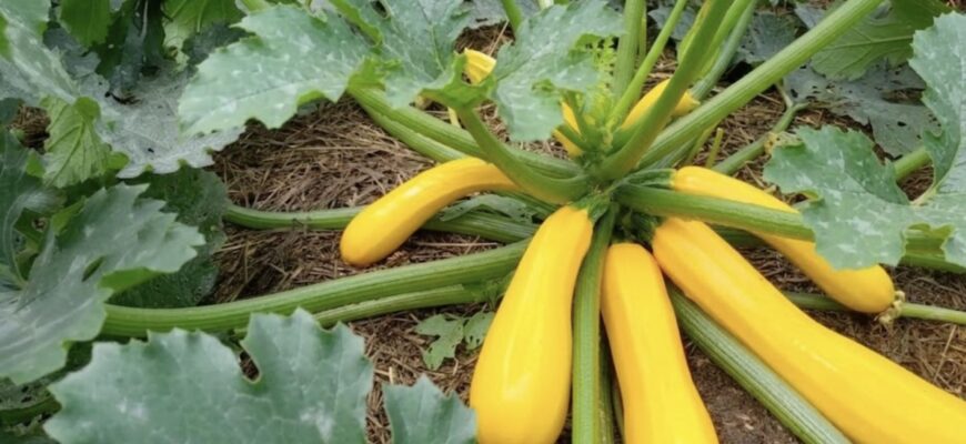 Шукайте на українських ринках лише цей 1 сорт кабачків для домашньої ікри: без зайвої водянистості Шукайте на українських ринках лише цей 1 сорт кабачків для домашньої ікри: без зайвої водянистості