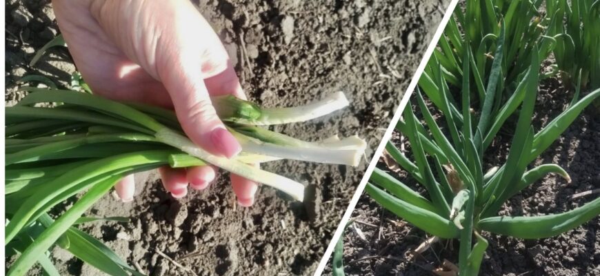 А у мене зеленої цибулі вже повні грядки: 1-ше — вчасно посадила, 2-ге — правильно підживила. Розповідаю А у мене зеленої цибулі вже повні грядки: 1-ше — вчасно посадила, 2-ге — правильно підживила. Розповідаю