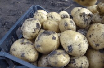 Цей забутий сорт картоплі для пюре і смаження витримує спеку вище +35 градусів: ідеально рівна