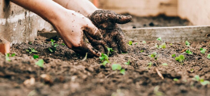 Виявилося, одна проста дія з ґрунтом навесні може подвоїти ваш врожай, і цей секрет нарешті розкрили досвідчені садівники! Виявилося, одна проста дія з ґрунтом навесні може подвоїти ваш врожай, і цей секрет нарешті розкрили досвідчені садівники!
