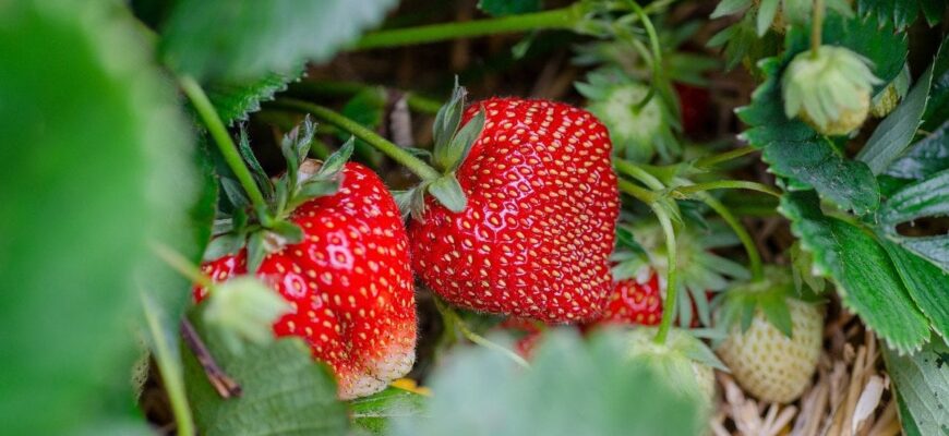 Зробіть це з полуницею у березні — влітку будете збирати відра ягід Зробіть це з полуницею у березні — влітку будете збирати відра ягід