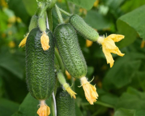 Що посадити поруч з огірками, щоб захистити від спеки: найкращі рослини-сусіди Що посадити поруч з огірками, щоб захистити від спеки: найкращі рослини-сусіди