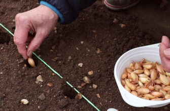 Щедрий врожай без стрілок: як садити цибулю навесні