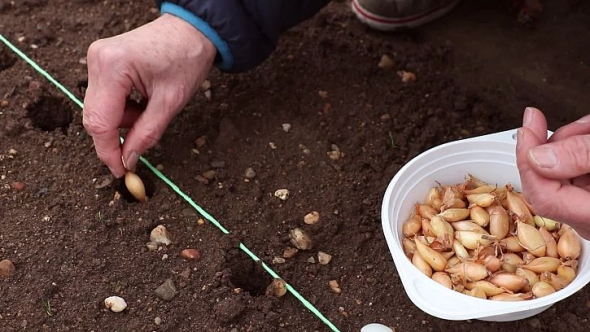 Щедрий врожай без стрілок: як садити цибулю навесні