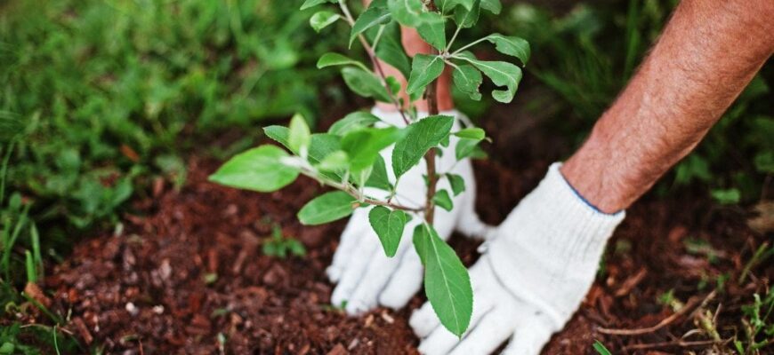 Наближаються два дні, коли городні роботи заборонені: не можна ні садити, ні підживлювати Наближаються два дні, коли городні роботи заборонені: не можна ні садити, ні підживлювати