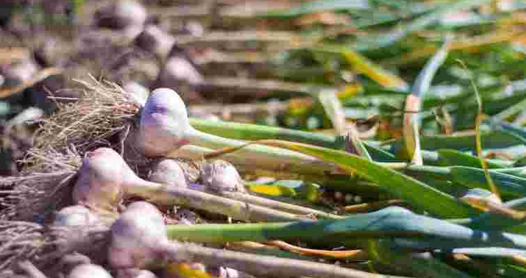 Саме зараз можна вплинути на розмір і якість головок: чим підживити часник у квітні Саме зараз можна вплинути на розмір і якість головок: чим підживити часник у квітні