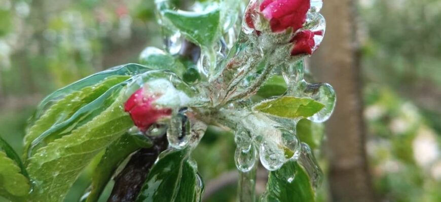 Квітучі сади атакували морози: фермери Європи ночами борються за дерева