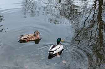 До +19. Другого квітня в Україні переважатиме волога повітряна маса, – синоптикиня 