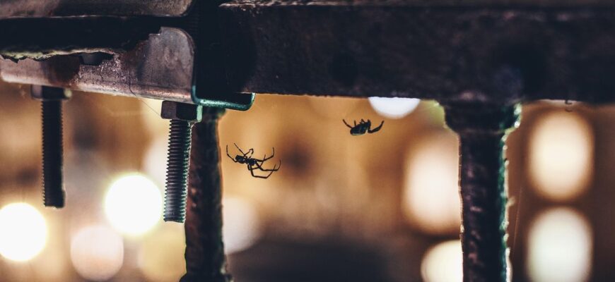 Ніколи не випускайте домашніх павуків на вулицю: яку користь вони приносять вашій оселі Ніколи не випускайте домашніх павуків на вулицю: яку користь вони приносять вашій оселі