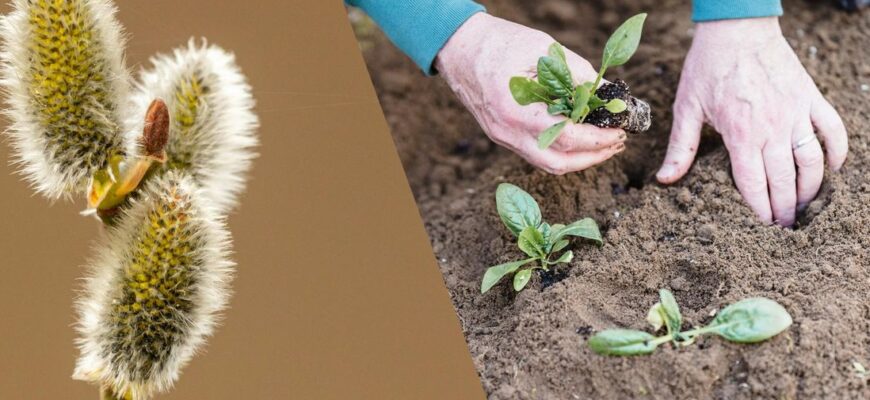 У які дні до кінця Вербного тижня категорично не можна працювати на городі У які дні до кінця Вербного тижня категорично не можна працювати на городі